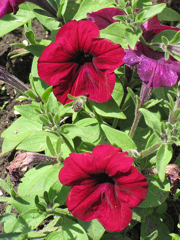 Madness Burgundy Petunia (Petunia 'Madness Burgundy') at The Growing Place