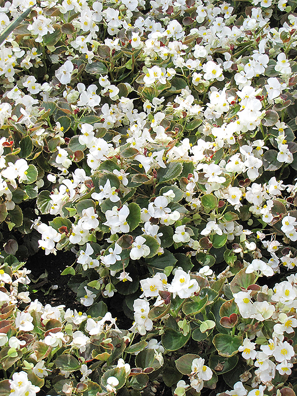 Bada Boom White Begonia (Begonia 'Bada Boom White') at The Growing Place
