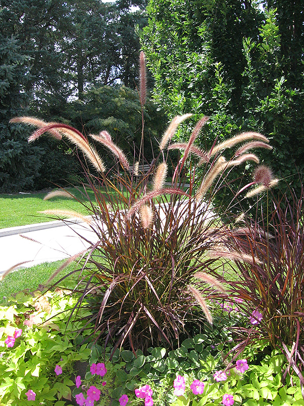 Purple Fountain Grass (Pennisetum setaceum 'Rubrum') at The Growing Place
