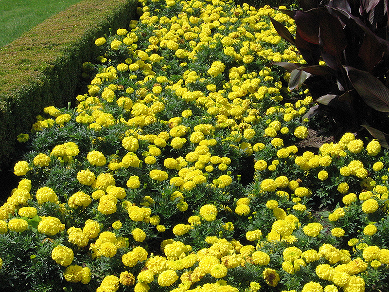 Inca Yellow Marigold (Tagetes erecta 'Inca Yellow') at The Growing Place