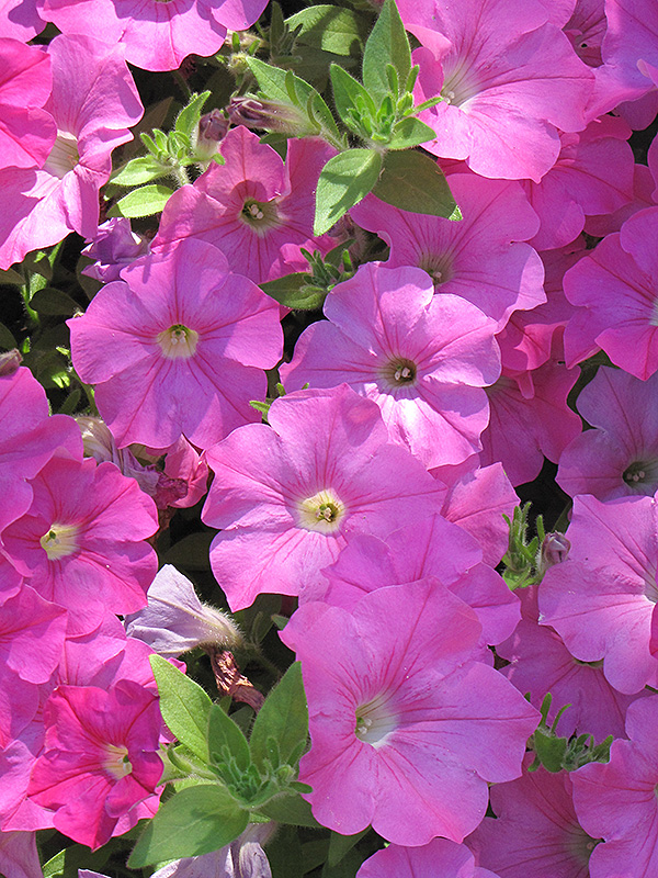 Easy Wave Pink Petunia (Petunia 'Easy Wave Pink') at The Growing Place