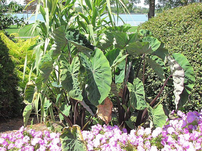 Black Stem Elephant Ear (Colocasia fontanesii) at The Growing Place