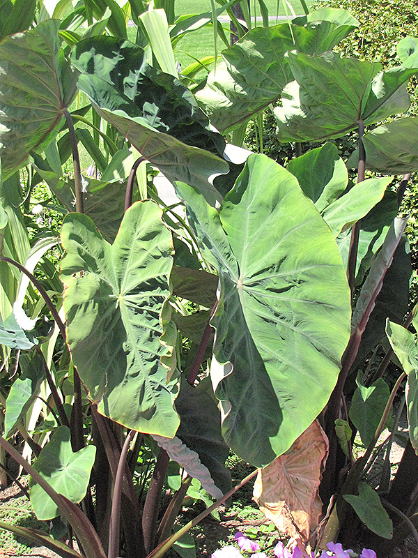 Black Stem Elephant Ear (Colocasia fontanesii) at The Growing Place
