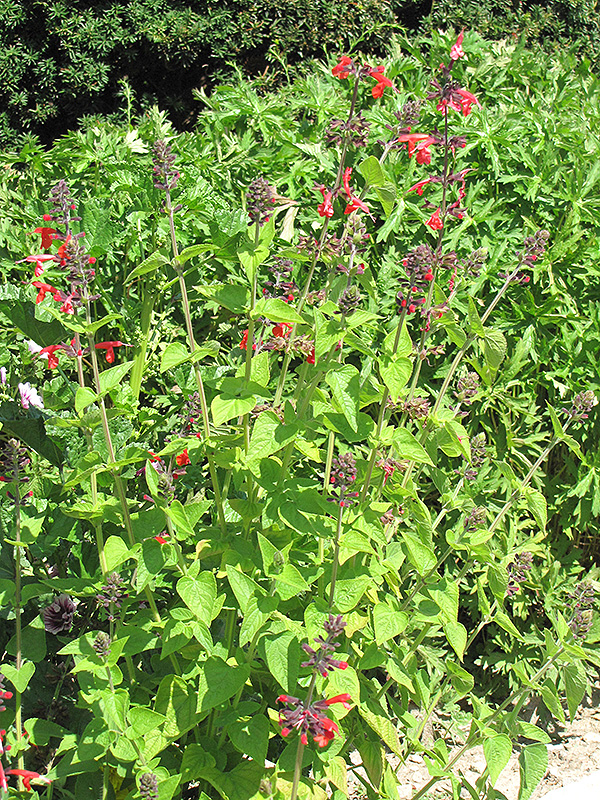 Pineapple Sage (Salvia elegans 'Pineapple') at The Growing Place