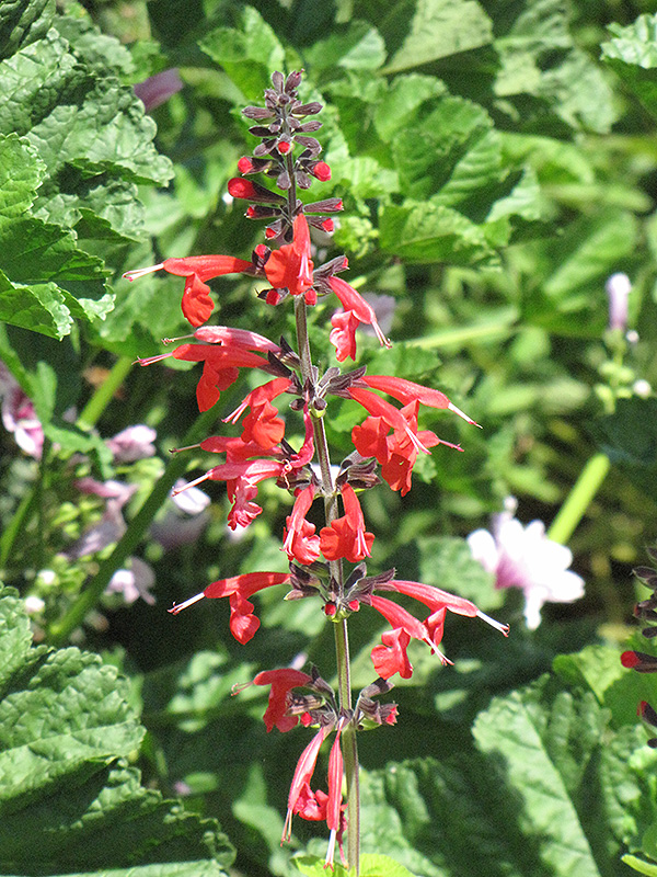 Pineapple Sage (Salvia elegans 'Pineapple') at The Growing Place