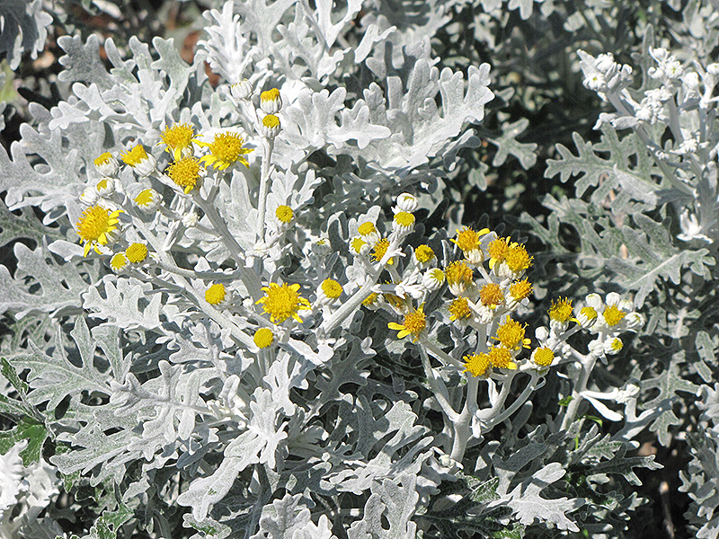 Silver Dust Dusty Miller (Senecio cineraria 'Silver Dust') at The Growing Place