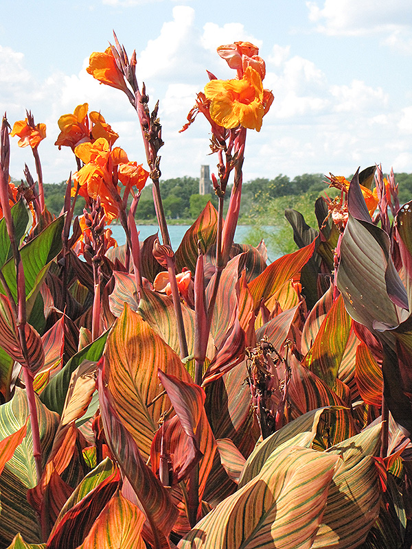Tropicanna Canna (Canna 'Phasion') at The Growing Place