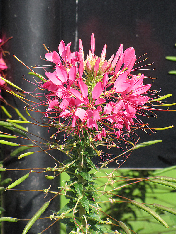 Rose Queen Spiderflower (Cleome hassleriana 'Rose Queen') at The Growing Place