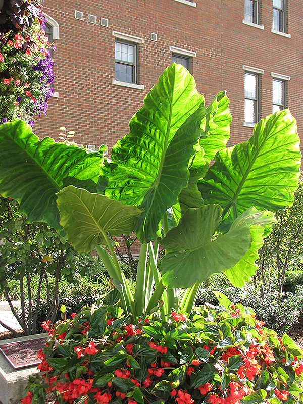 Thailand Giant Elephant Ear (Colocasia gigantea 'Thailand Giant') at The Growing Place