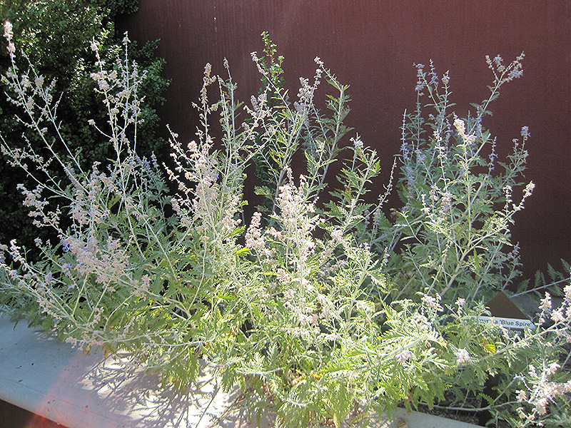 Blue Spire Russian Sage (Perovskia 'Blue Spire') at The Growing Place