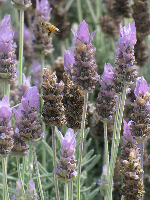 French Lavender (Lavandula dentata) at The Growing Place