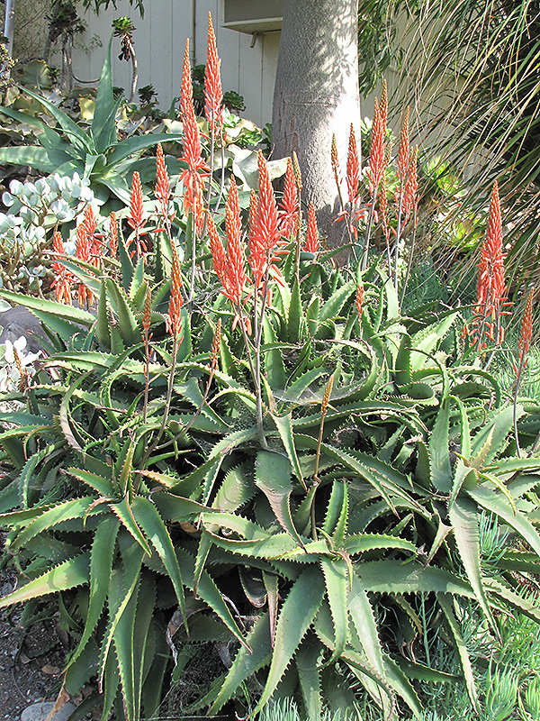 Aloe Vera (Aloe vera) at The Growing Place