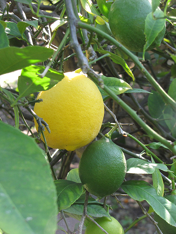 Improved Meyer Lemon (Citrus x meyeri 'Meyer Improved') at The Growing Place