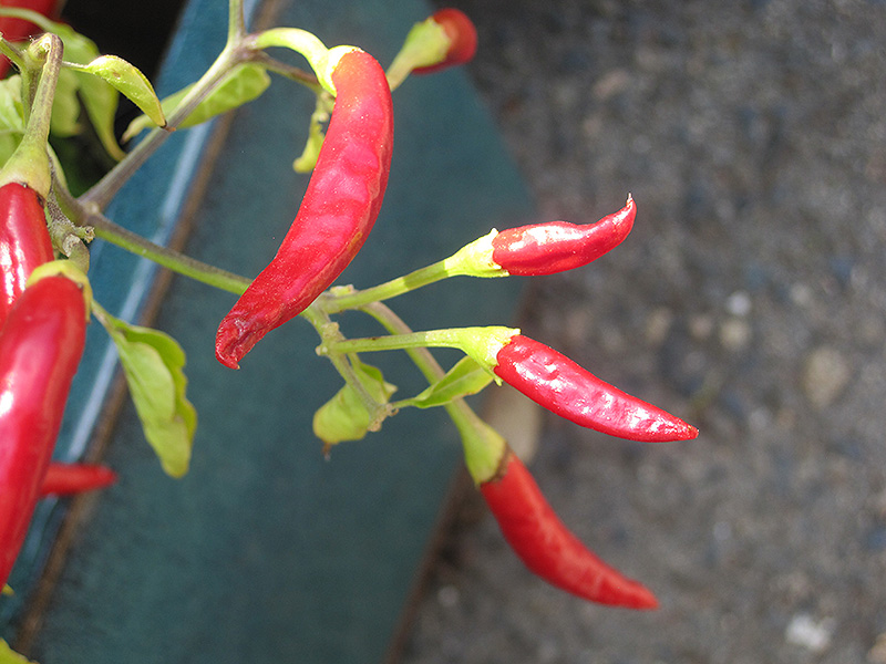 Thai Super Chili Pepper (Capsicum annuum 'Thai Super Chili') at The Growing Place