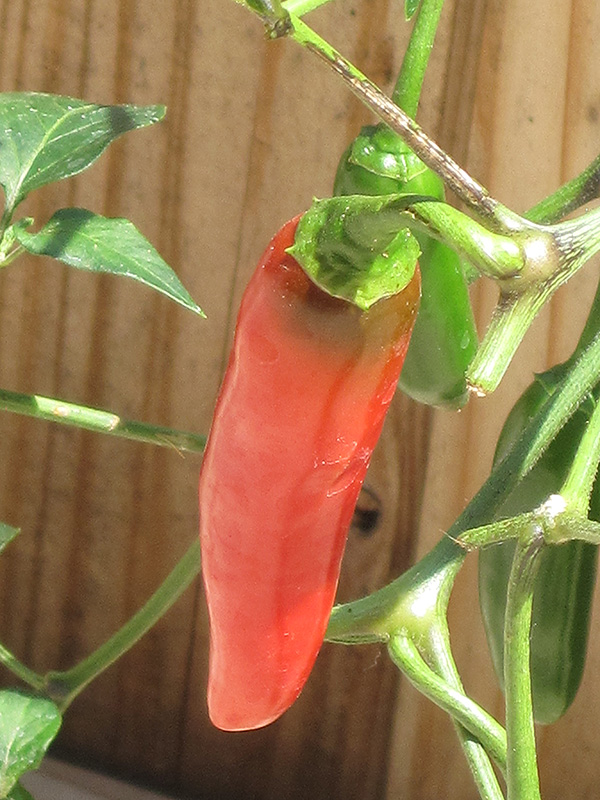 Serrano Hot Pepper (Capsicum annuum 'Serrano') at The Growing Place