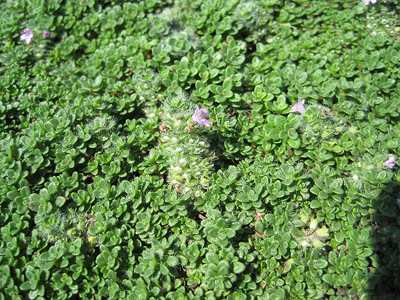 Elfin Creeping Thyme (Thymus praecox 'Elfin') at The Growing Place
