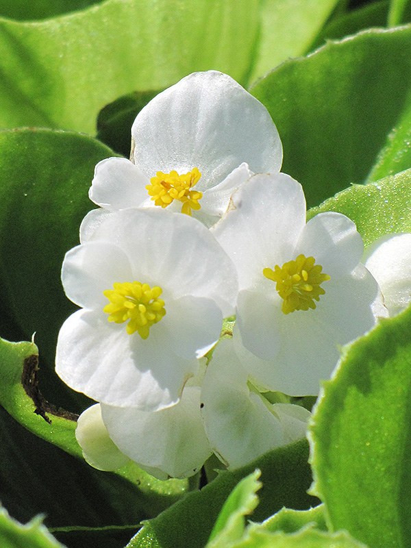 Super Olympia White Begonia (Begonia 'Super Olympia White') at The Growing Place