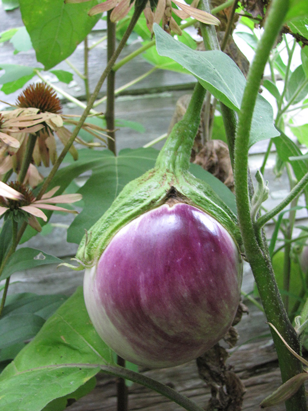 Rosa Bianca Eggplant (Solanum melongena 'Rosa Bianca') at The Growing Place