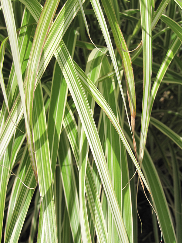 Morning Light Maiden Grass (Miscanthus sinensis 'Morning Light') at The Growing Place