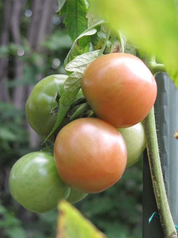 Better Boy Tomato (Solanum lycopersicum 'Better Boy') at The Growing Place