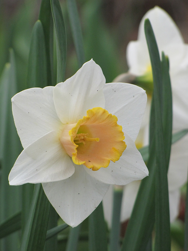Bell Song Daffodil (Narcissus 'Bell Song') at The Growing Place