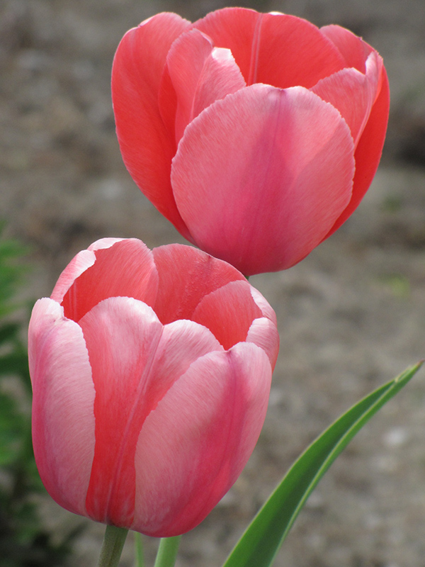 Pink Impression Tulip (Tulipa 'Pink Impression') at The Growing Place