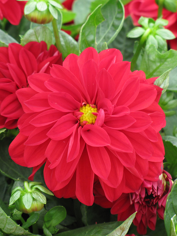 Dahlietta Tessy Dahlia (Dahlia 'Dahlietta Tessy') at The Growing Place