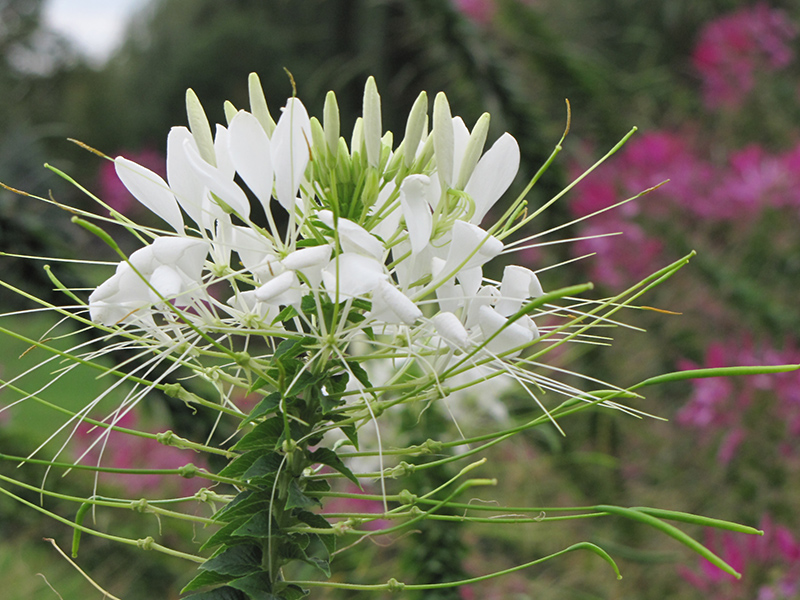 White Queen Spiderflower (Cleome hassleriana 'White Queen') at The Growing Place
