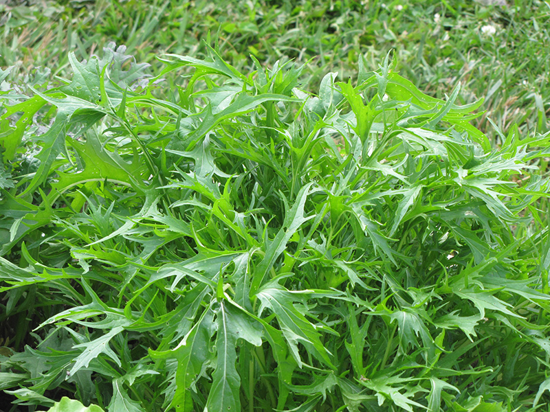 Arugula (Eruca sativa) at The Growing Place