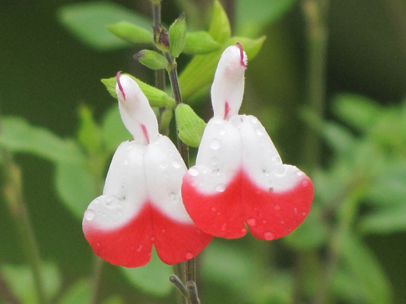 Hot Lips Sage (Salvia microphylla 'Hot Lips') at The Growing Place