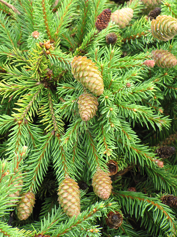 Pusch Spruce (Picea abies 'Pusch') at The Growing Place