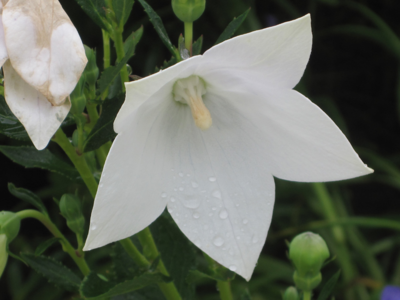 Astra White Balloon Flower (Platycodon grandiflorus 'Astra White') at The Growing Place