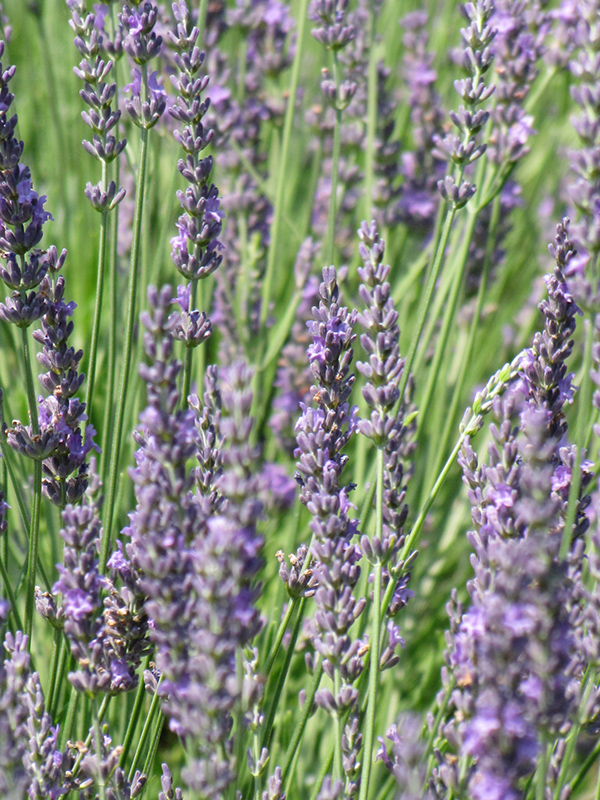 Fat Spike Lavender (Lavandula x intermedia 'Grosso') at The Growing Place