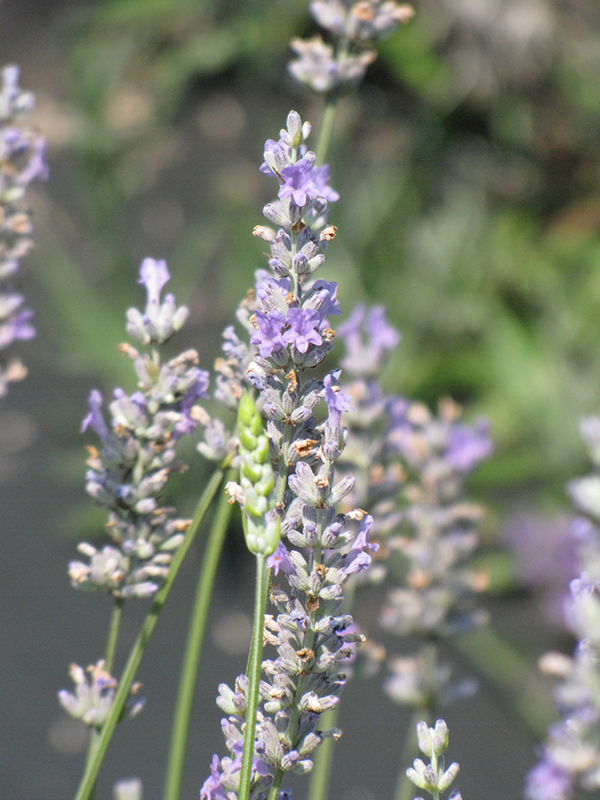 Provence Lavender (Lavandula x intermedia 'Provence') at The Growing Place