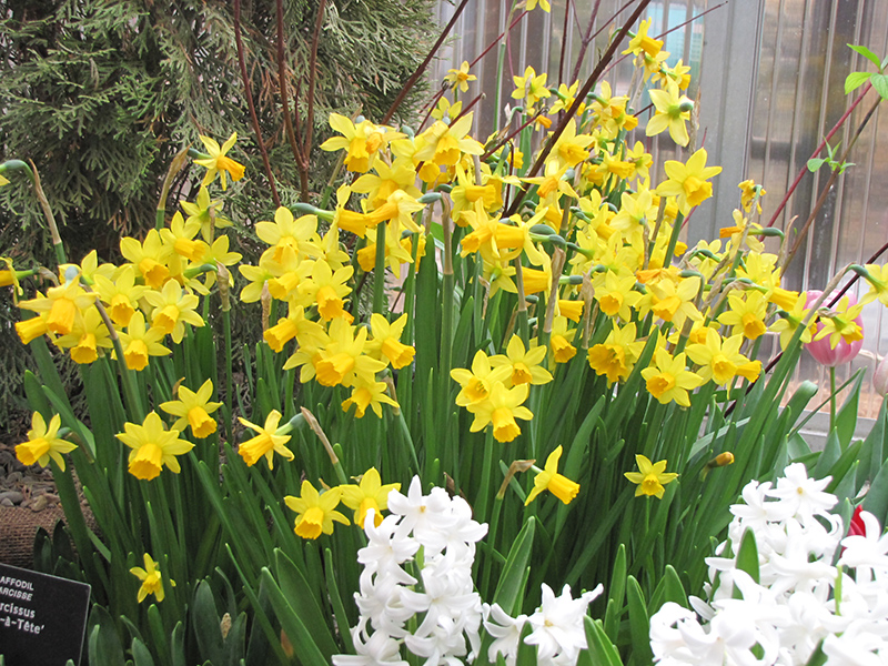 Tete a Tete Daffodil (Narcissus 'Tete a Tete') at The Growing Place