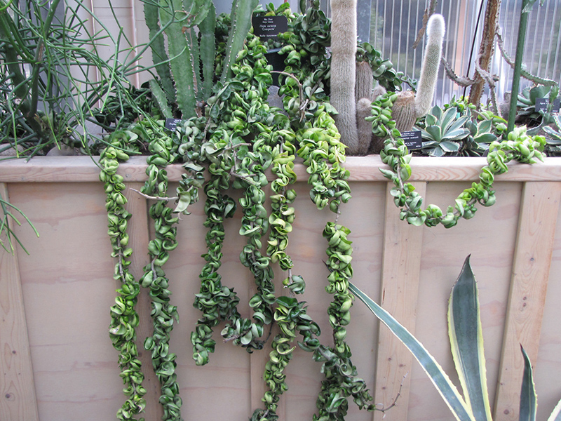 Hindu Rope Plant (Hoya carnosa 'Compacta') at The Growing Place