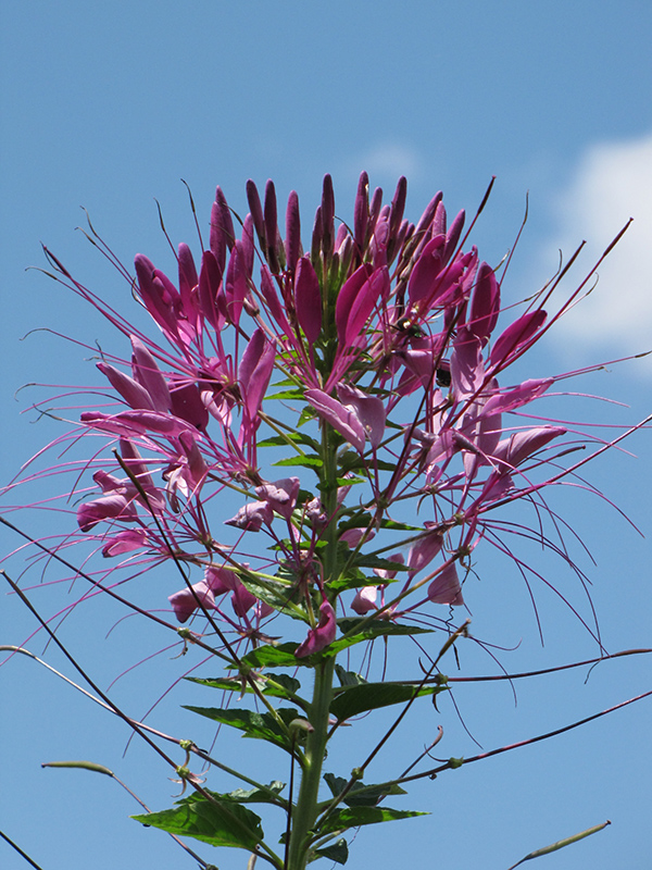 Violet Queen Spiderflower (Cleome hassleriana 'Violet Queen') at The Growing Place