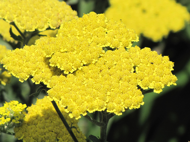Moonshine Yarrow (Achillea 'Moonshine') at The Growing Place