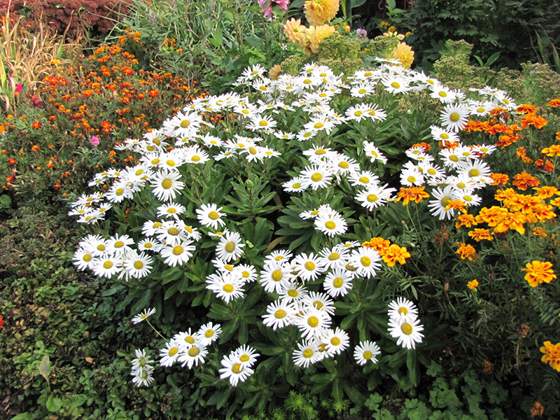 Nippon Daisy (Nipponanthemum nipponicum) at The Growing Place
