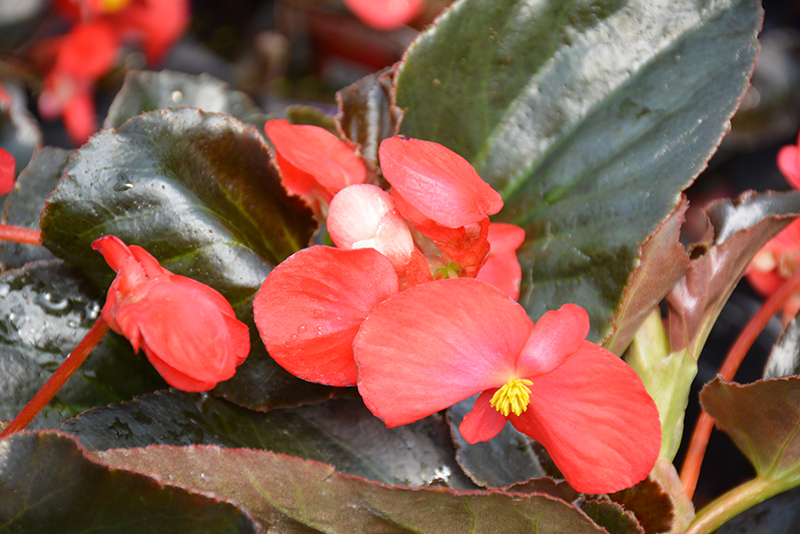 Whopper Red Bronze Leaf Begonia (Begonia 'Whopper Red Bronze Leaf') at The Growing Place