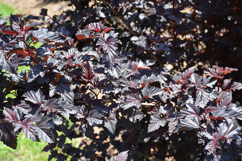 Summer Wine Black Ninebark (Physocarpus opulifolius 'SMNPMS') at The Growing Place