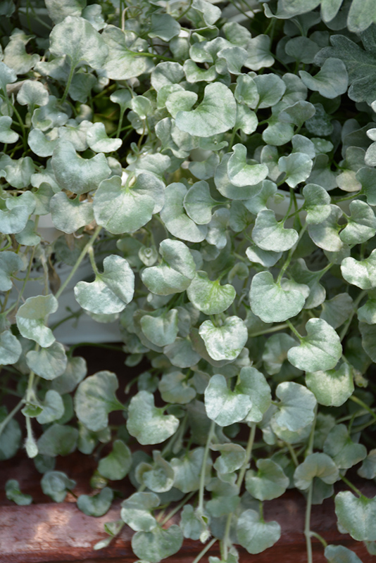 Silver Falls Dichondra Dichondra Argentea Silver Falls In Naperville Aurora Batavia Oswego Chicago Wheaton Illinois Il At The Growing Place