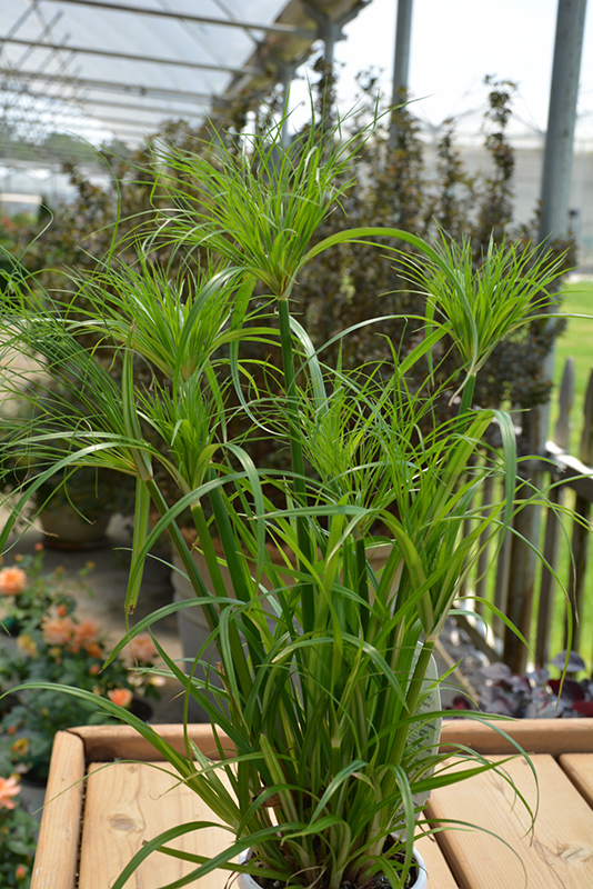 Prince Tut Egyptian Papyrus (Cyperus 'Prince Tut') at The Growing Place