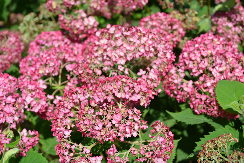 Invincibelle Ruby Smooth Hydrangea (Hydrangea arborescens 'NCHA3') at The Growing Place