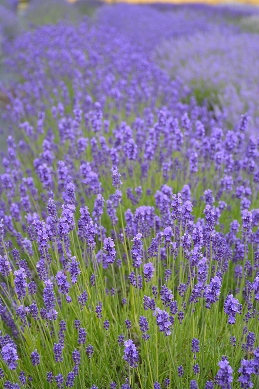 Imperial Gem Lavender (Lavandula angustifolia 'Imperial Gem') at The Growing Place