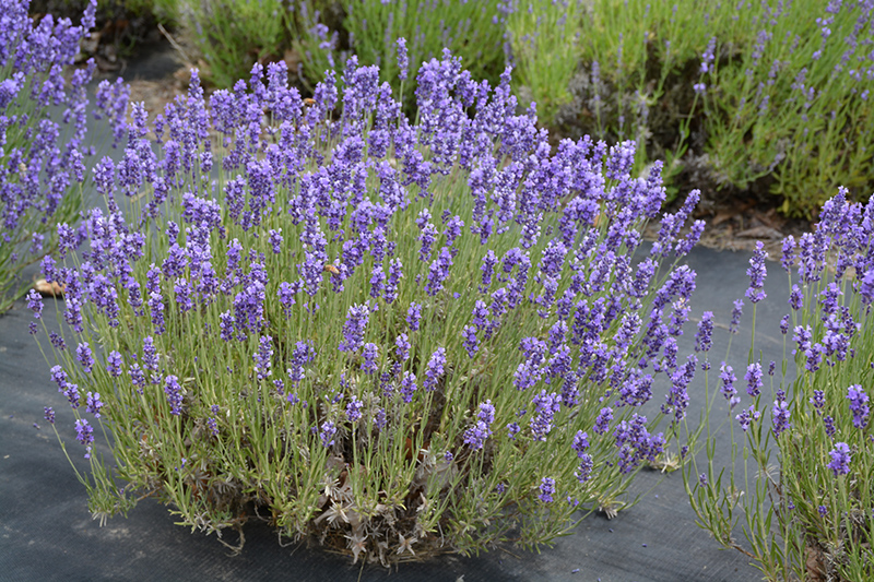 Hidcote Lavender (Lavandula angustifolia 'Hidcote') at The Growing Place