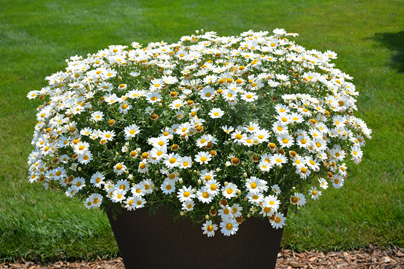 Pure White Butterfly Marguerite Daisy (Argyranthemum frutescens 'G14420') at The Growing Place
