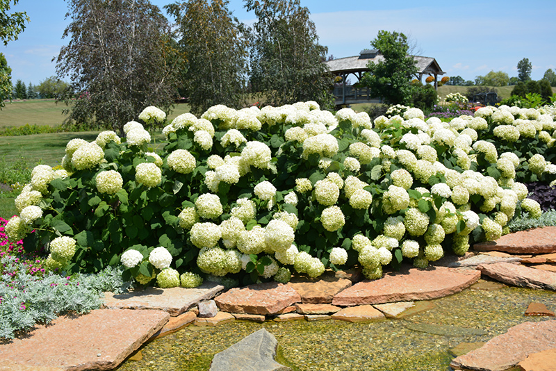 Incrediball Hydrangea (Hydrangea arborescens 'Abetwo') at The Growing Place