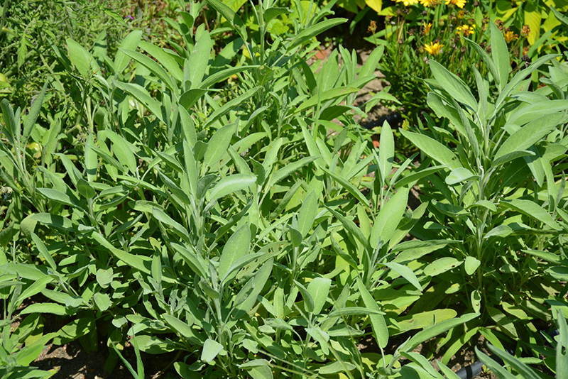 Common Sage (Salvia officinalis) at The Growing Place