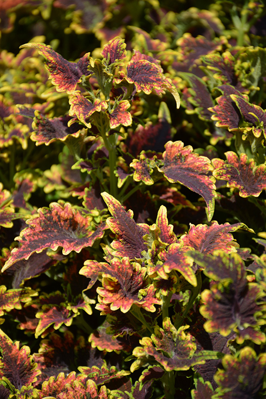 Sky Fire Coleus (Solenostemon scutellarioides 'Sky Fire') at The Growing Place